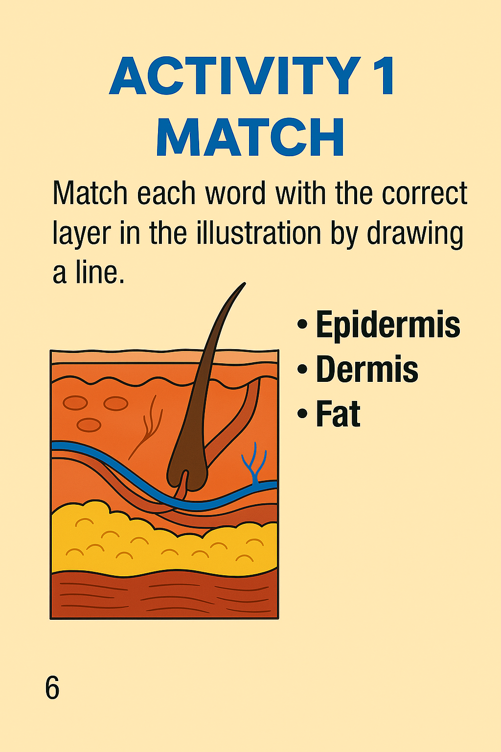 Activity 1 Match - skin layers - page 6